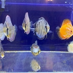 ディスカス ワイルド ラーゴパラコニ 残り1匹