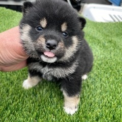 豆柴の子犬