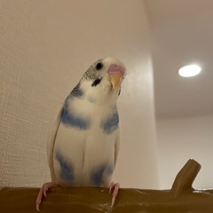 見つかりました！閲覧してくださりありがとうございました