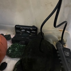 【確定済】黒化カメ(クサガメ？)餌・道具付