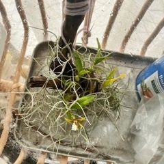 ディネマ ポリブルボン 小型着生ランの画像