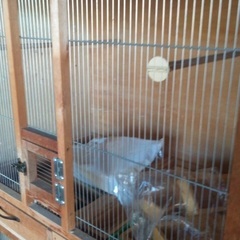 大型　鳥かご　の画像