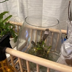 ディネマ ポリブルボン 小型着生ランの画像