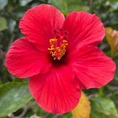 ロミロミ練習モデル募集🌺