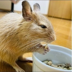 デグーの里親探しています