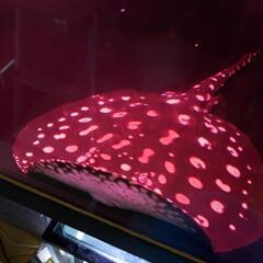 ダイヤモンドポルカ　雄　熱帯魚　大型水槽　アロワナ　