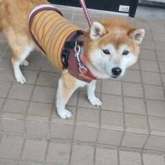 犬と猫の譲渡会～～あなたの家族になりたい！～～ - その他