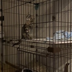猫　ケージの画像