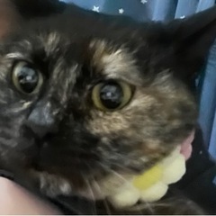 可愛くて美人な錆猫のおみつちゃんです