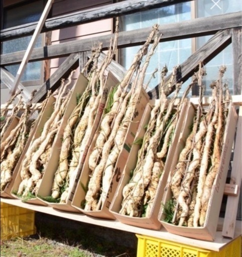 【売】 幻の 天然 自然薯 千葉県産 採れたてをお届けします