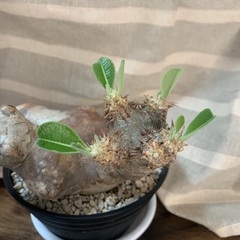 パキポディウムエブレネウム 現地株発根済み