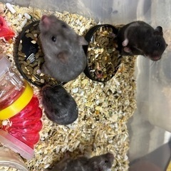 ゴールデンハムスターの里親を探しています。 − 香川県
