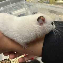 ゴールデンハムスターの里親を探しています。