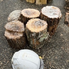 クヌギカット①