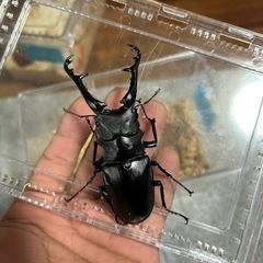 フローレス産ギラファの画像