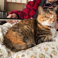 【お猫様トイレット専用】シュッと消臭剤の画像