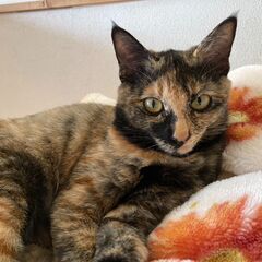 さび猫【メス・８か月】良く懐く大人しい子です！！