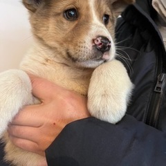 仔犬里親募集　ラテ君(仮) アカウント名chiloと共同投稿にな...