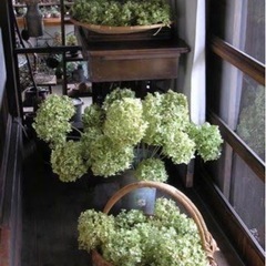 水やりなしでながーく飾れるアナベル紫陽花