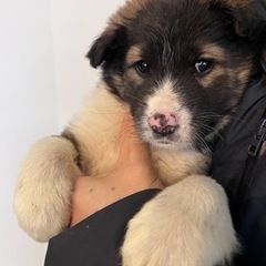 仔犬里親募集　カカオ君(仮) アカウント名chiloと共同投稿に...
