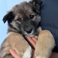 仔犬里親募集　検討中の方有　ムースちゃん(仮) アカウント名ch...