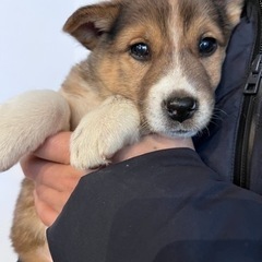 仔犬里親募集　ハニーちゃん(仮) アカウント名chiloと共同投...