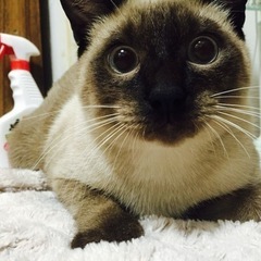 6歳のトンキニーズの猫ちゃん里親募集🐈