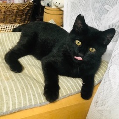 お話し中/ 黒猫 6ヶ月