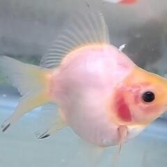 金魚　玉サバ　玉さば　メダカ　めだか　熱帯魚　水槽の画像