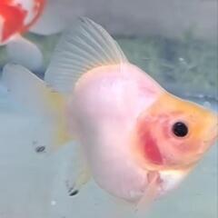 金魚　玉サバ　玉さば　メダカ　めだか　熱帯魚　水槽の画像