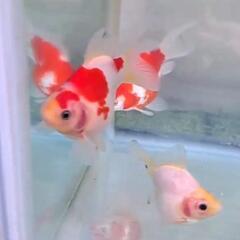 金魚　玉サバ　玉さば　メダカ　めだか　熱帯魚　水槽の画像
