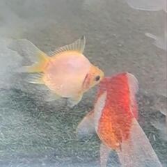 金魚　玉サバ　玉さば　メダカ　めだか　熱帯魚　水槽の画像