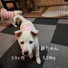 「里親様決定」可愛い『夢ちゃん』3.5ヶ月