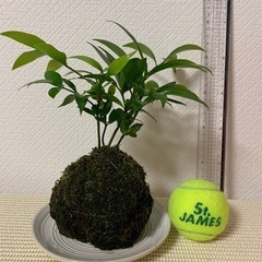 【お引渡し完了】苔玉　風船カズラの種のオマケ付き