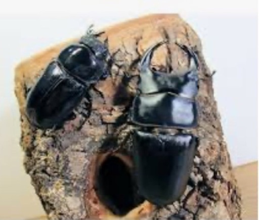 【この大きさの子をこの値段では買えません】オオクワガタ ペア(︎︎ ♀の大きさを間違えて居たので訂正致します)