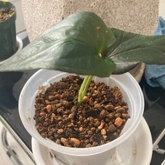 シンゴニウム チョコレート　観葉植物　鉢付き