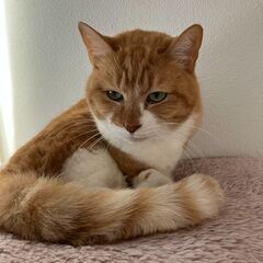 年配の方でもOK!　マンションでもOK!　癒し力抜群