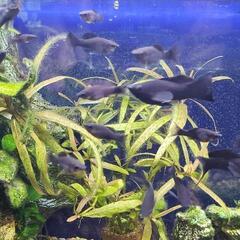 ブラックモーリー3匹の画像