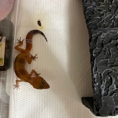 レオパ 