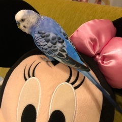 セキセイインコを探しています