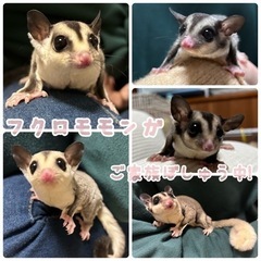 【沖縄】フクロモモンガ28000円～販売中!