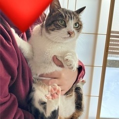迷子ペットにコメントくれた方ありがとうございました！