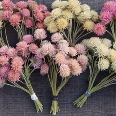 センニチコウ　ddの画像