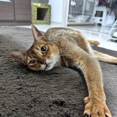 ✿︎ 友達募集中 ✿︎  猫・料理・お酒・おしゃれ・アニメが好きです。 − 東京都