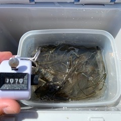 テナガエビ🦐釣りしませんか😊