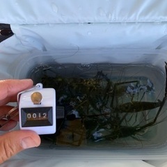 テナガエビ🦐釣りしませんか😊 - 板橋区