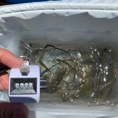 テナガエビ🦐釣りしませんか😊 - 友達