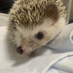 ハリネズミ女の子の里親募集しています🦔※トイレも覚えてくれた良い...
