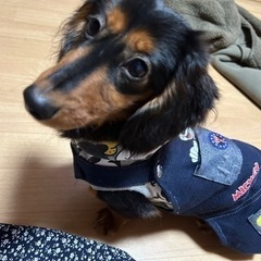 里親募集　ダックス