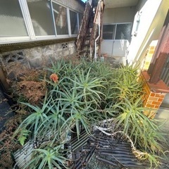 大量のアロエ